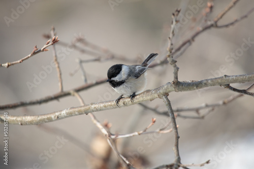 A black capped chickadee perched on a tree branch in winter