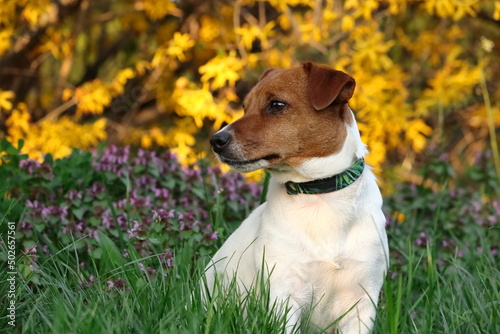 A Jack Russell Terrier dog sits in the lush grass. In the background, yellow flowers of forsythia lit by the rays of the sun. Pies siedzi w bujnej trawie. W tle żółte kwiaty forsycji.