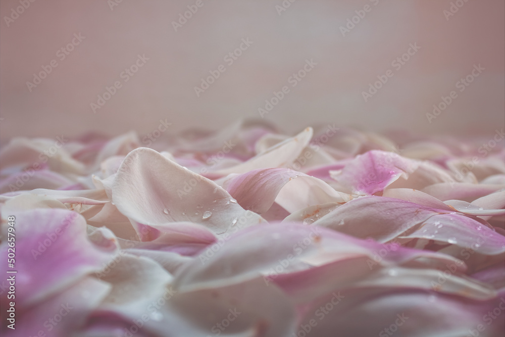 Tapis de pétale de magnolia sur fond rose Tapis de pétale de magnolia sur fond rose