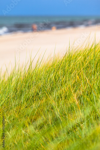 Fototapeta Naklejka Na Ścianę i Meble -  Summertime Natural Beach / Dune grass in wind at beach of Baltic Sea with blurred background (copy space)