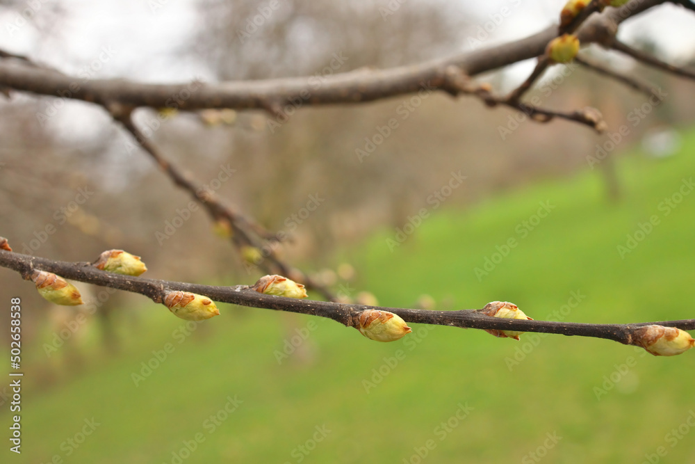 Macro Close up of Hackberry Tree Buds Getting Ready to open in Spring Celtis Occidentalis Macro Close up of Hackberry Tree Buds Getting Ready to open in Spring Celtis Occidentalis