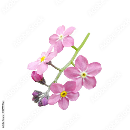Pink Forget-me-not flowers (Myosotis or Scorpion grass) on twig close-up isolated on white background. Floral design element. 