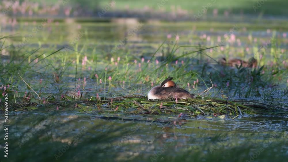 Great crested grebe Podiceps cristatus on nest. The bird is sitting on the nest, resting. Great crested grebe Podiceps cristatus on nest. The bird is sitting on the nest, resting.