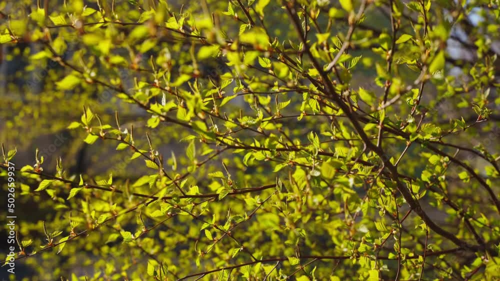 small twigs with newly appeared green leaves sway in the wind in the first days of spring in sunny weather small twigs with newly appeared green leaves sway in the wind in the first days of spring in sunny weather