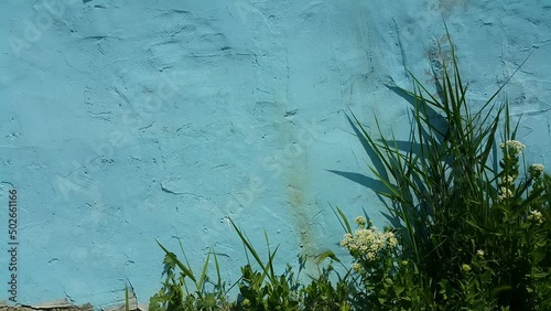 Green plants grow along a blue wall, creating a calm and minimal background that highlights color contrast, natural textures, and a peaceful outdoor atmosphere.