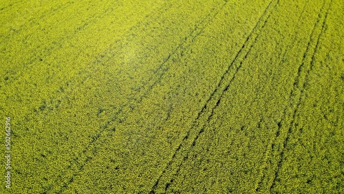Orbit aerial flight over a beautiful rape seed and yellow canola field