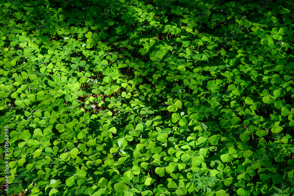 Happy St. Patrick’s Day, field of shamrocks growing in a woodland garden, as a holiday nature background
