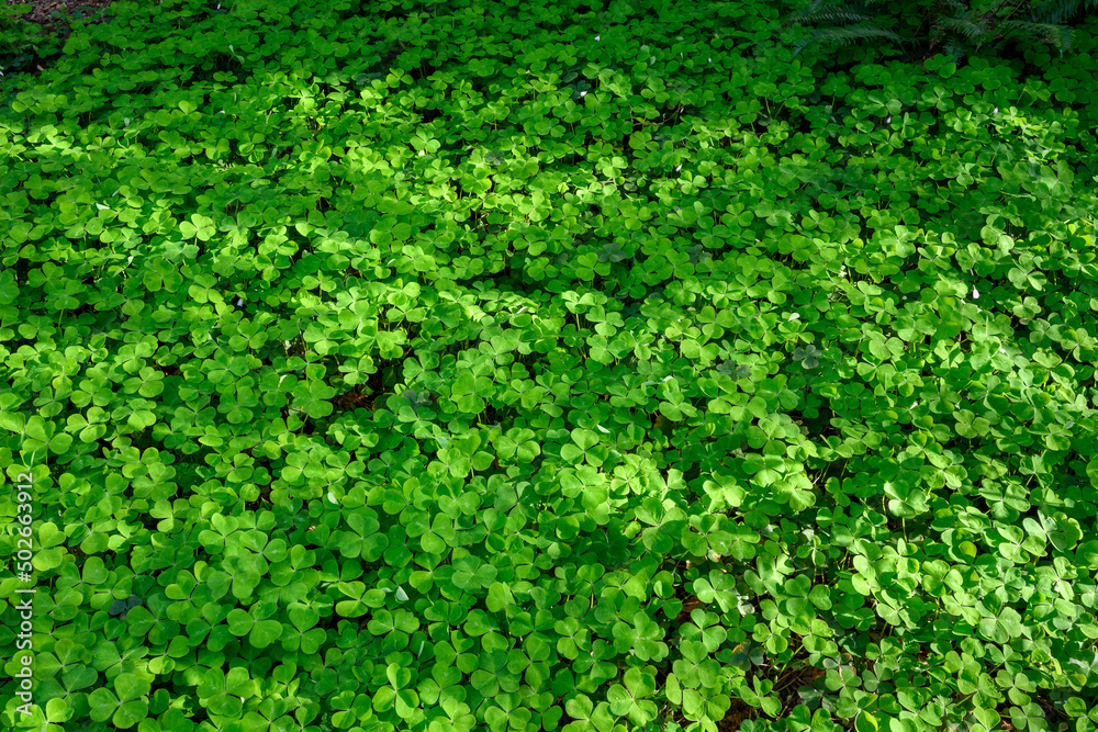 Happy St. Patrick’s Day, field of shamrocks growing in a woodland garden, as a holiday nature background
