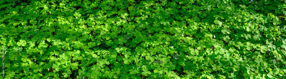 Happy St. Patrick’s Day, field of shamrocks growing in a woodland garden, as a holiday nature background
