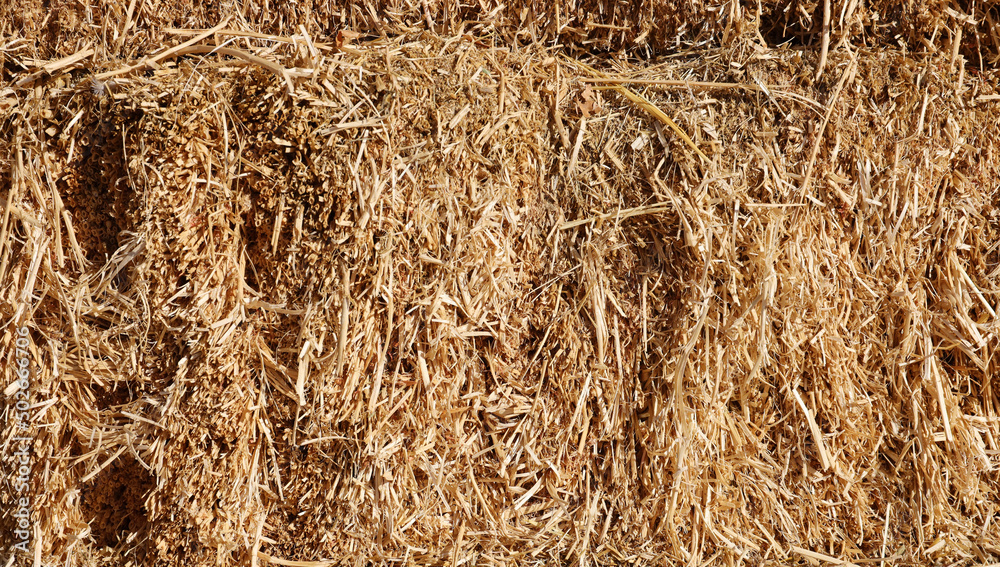 Dry hay straw yellow background texture. Dry rice straw texture for ...