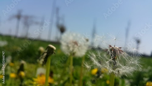 Black mulberries on a vine with visible pollen create a natural, fresh scene, highlighting fruit growth, plant life, and organic produce in a garden or orchard setting.