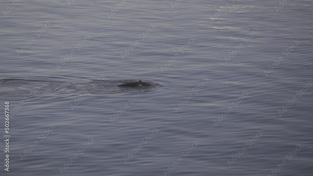 Point Of View From Boat Dolphin Swimming In Sea - South Shetland Islands, Antarctica Point Of View From Boat Dolphin Swimming In Sea - South Shetland Islands, Antarctica