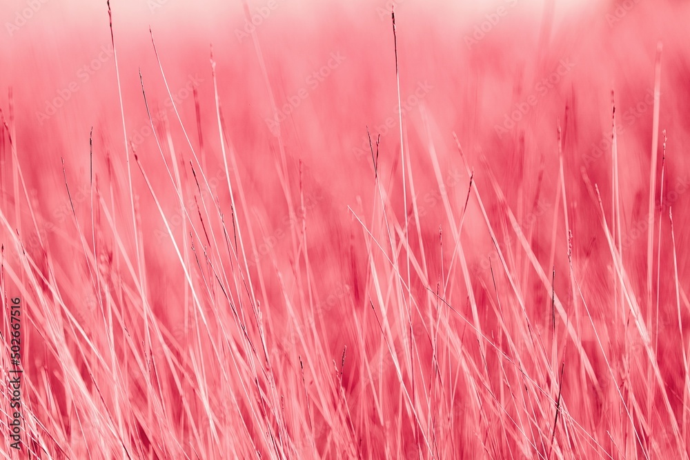 Obraz premium Pink tall grass