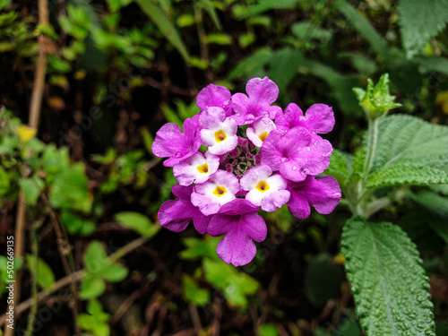 flowers in the garden