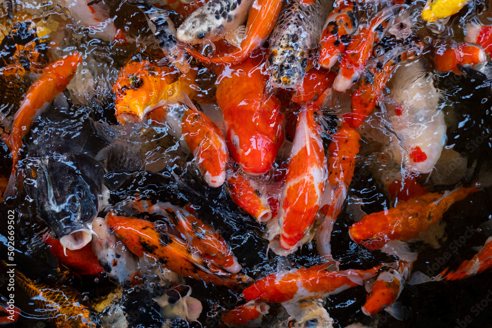 carp fish pond background, colorful background, Fancy carp