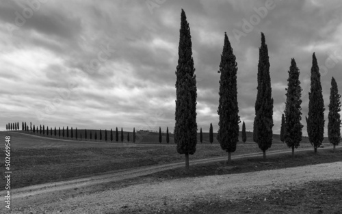 cypress in the field, Toskana