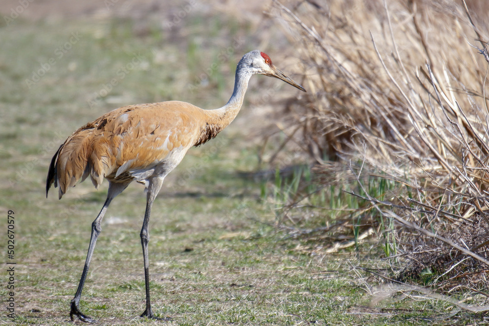 A male sandhill crane forages for food and then flies away