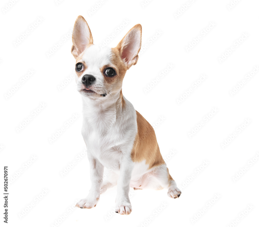 Beautiful and cute white and brown mexican chihuahua dog over isolated background. Studio shoot of purebreed miniature chihuahua puppy.