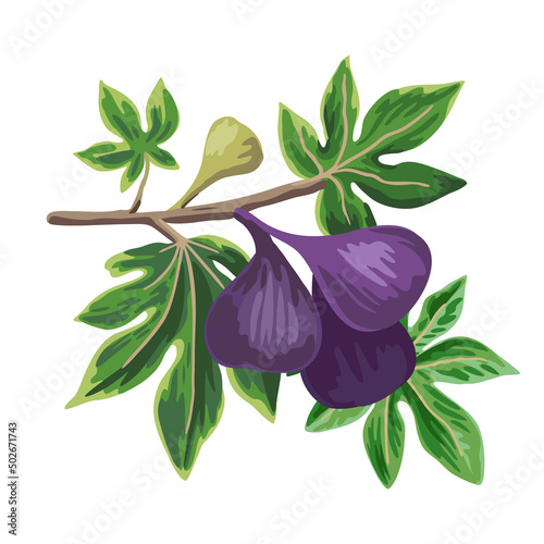 Vector hand drawn illustration of fig tree branch. Ripe purple figs isolated on white background. Botanical clip art 