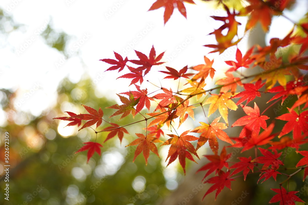 紅葉 紅葉