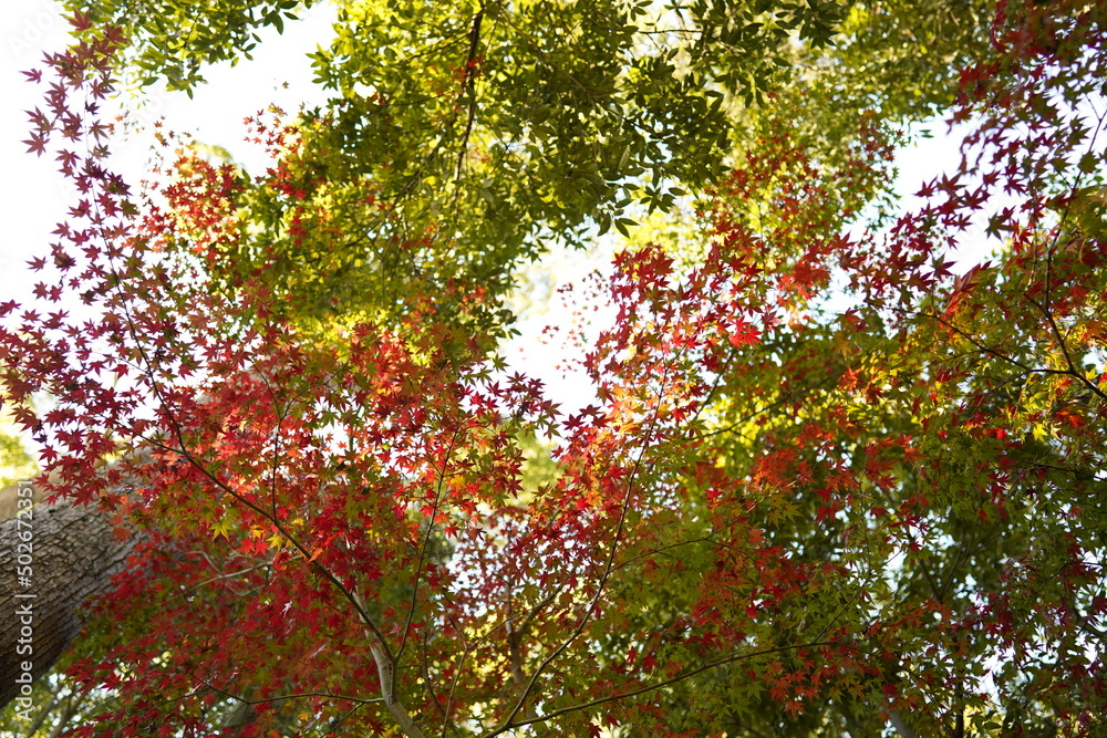 紅葉 紅葉