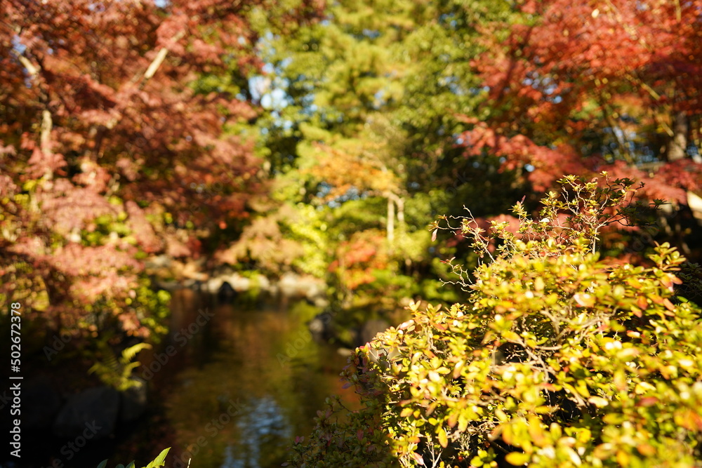 紅葉