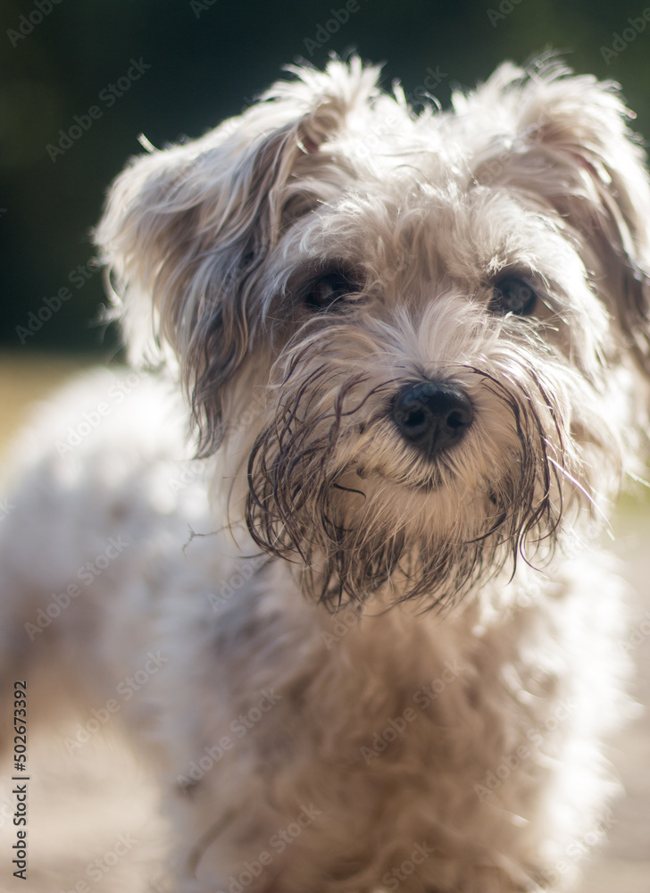 Adorable dirty face of a furry grey terrier