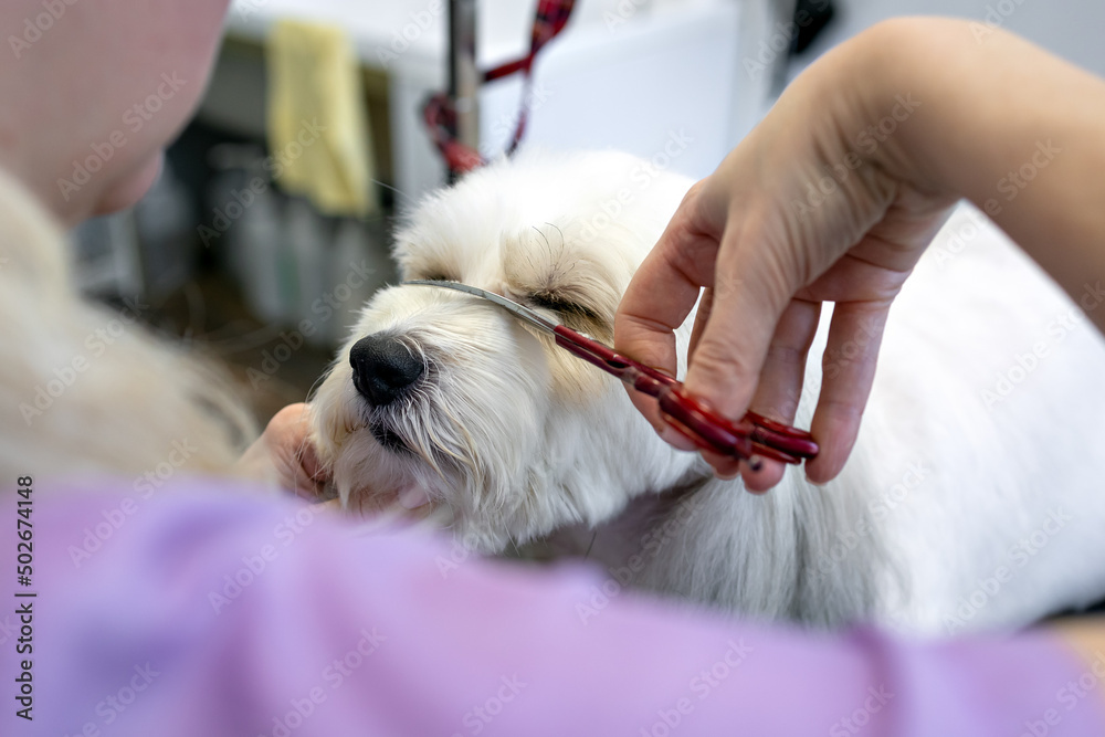 Grooming and hygiene of dogs. Haircut of the muzzle of a cute white dog