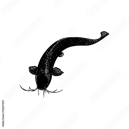 walking catfish illustration isolated on background