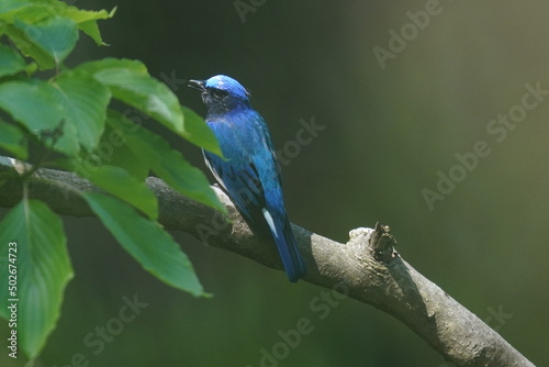 blue and white flycatcher on a branch