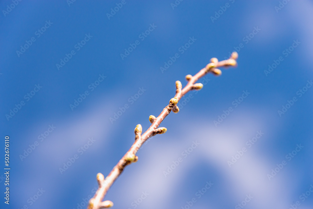 Blooming leaves on a background of blue sky. Blooming leaves on a background of blue sky.