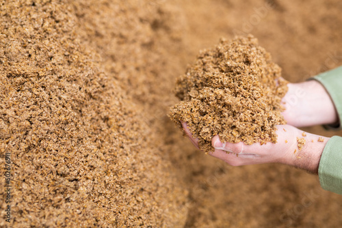 Photos Hands of male farmworker holding handful of brewers grains on background of large pile