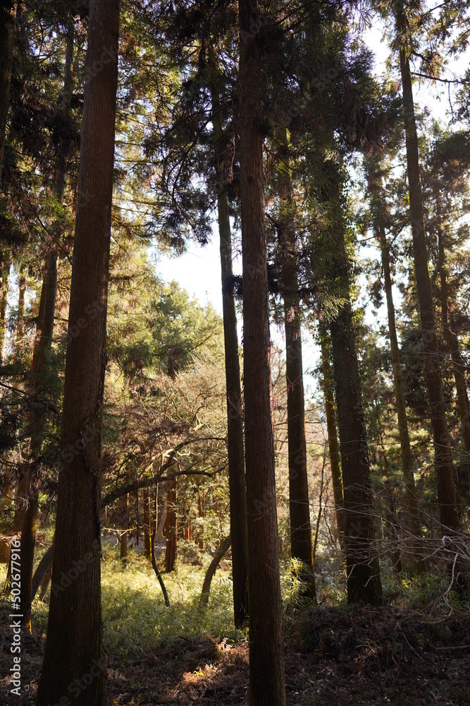 Fototapeta premium 緑地