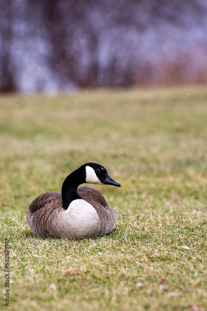 Canada geese (Branta canadensis) laying in the grass in April Canada geese (Branta canadensis) laying in the grass in April