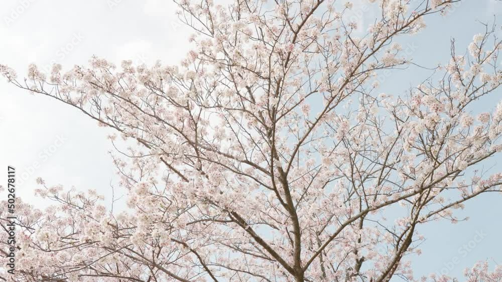 満開に咲く桜木の眺め 満開に咲く桜木の眺め