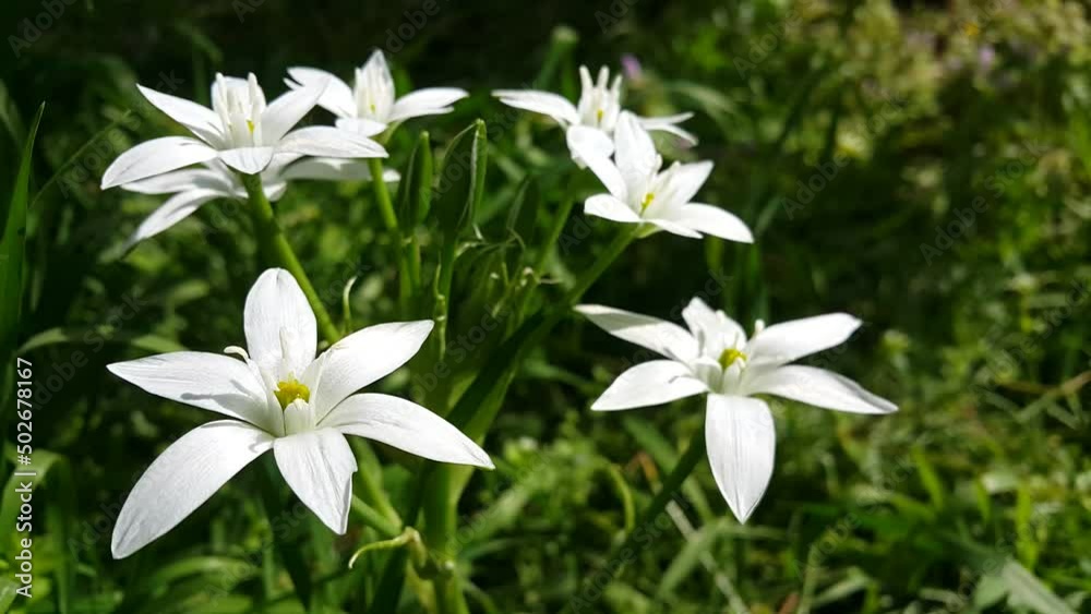 star shaped white flower video image star shaped white flower video image