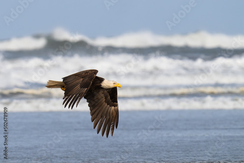 A bald eagle flies along the beach as waves crash behind it in Ocean Shores, Washington.