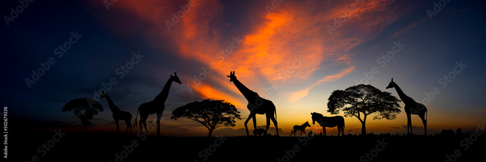 Panorama silhouette Giraffe family,zebra and tree in africa with sunset.Tree silhouetted against a setting sun.Typical african sunset with acacia trees in Masai Mara, Kenya	