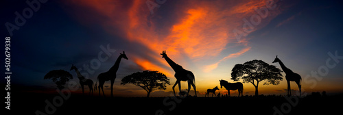 Panorama silhouette Giraffe family,zebra and tree in africa with sunset.Tree silhouetted against a setting sun.Typical african sunset with acacia trees in Masai Mara, Kenya  © noon@photo