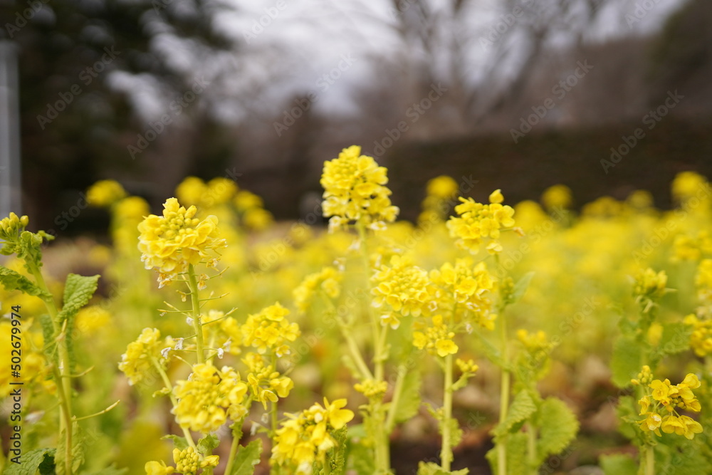 Obraz premium 菜の花