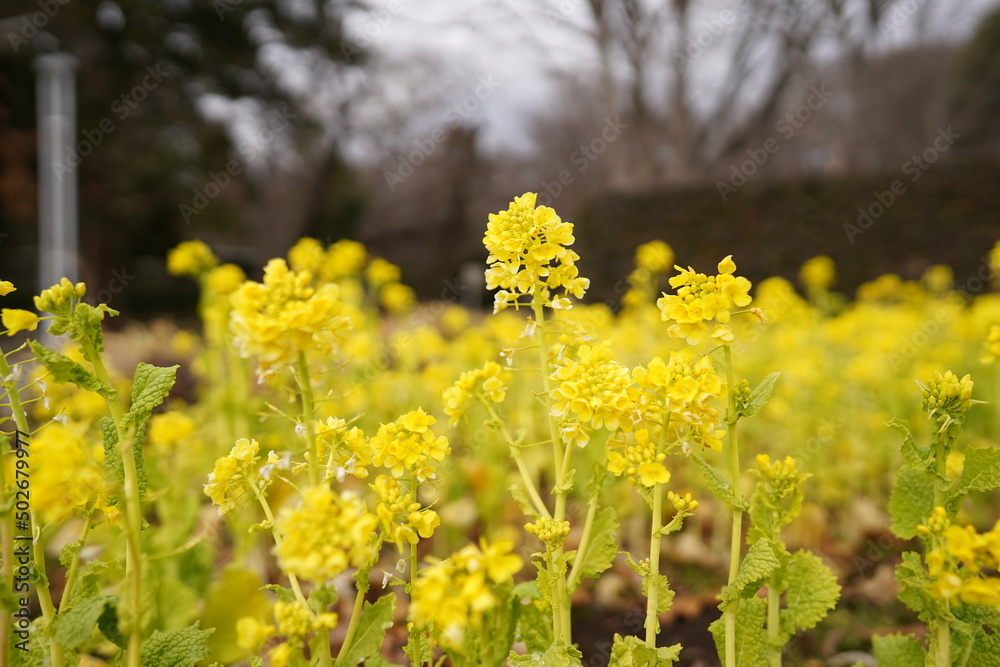 菜の花