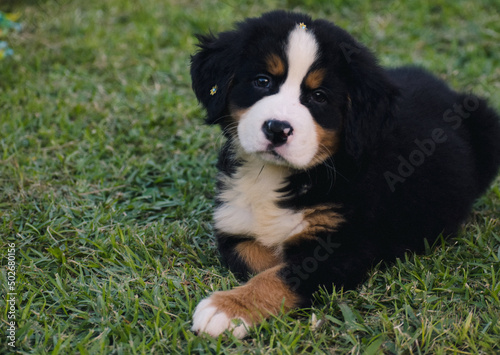 bernese mountain dog