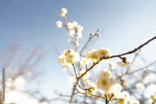 春の花 © Iruka