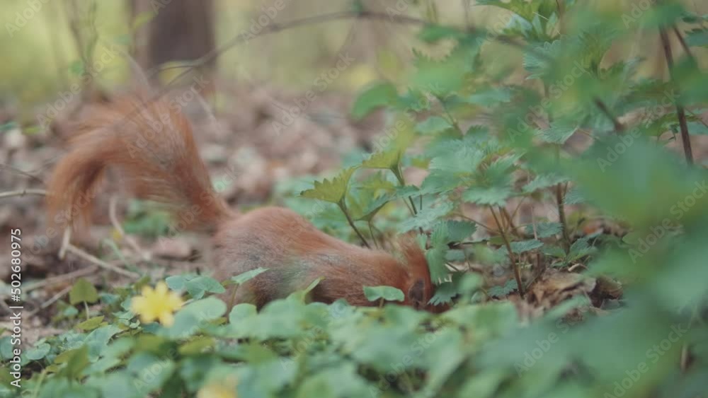 Squirrel in the park collects walnuts. Spring background. Squirrel in the park collects walnuts. Spring background.