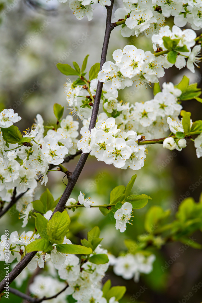 Fototapeta Kwitnące drzewa owoce, kwiaty czereśni, kwiaty wiśni, kwiaty