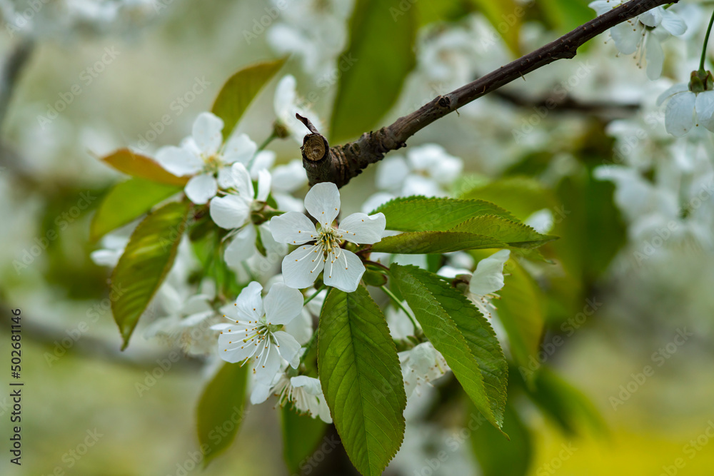 Kwitnące drzewa owoce, kwiaty czereśni, kwiaty wiśni, kwiaty wiśni