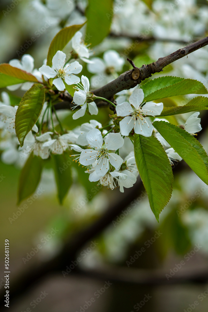 Fototapeta Kwitnące drzewa owoce, kwiaty czereśni, kwiaty wiśni, kwiaty