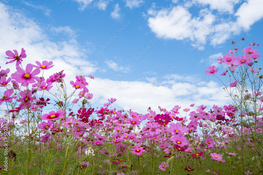 風景素材 爽かな秋陽に映える可愛いコスモスの花 風景素材 爽かな秋陽に映える可愛いコスモスの花