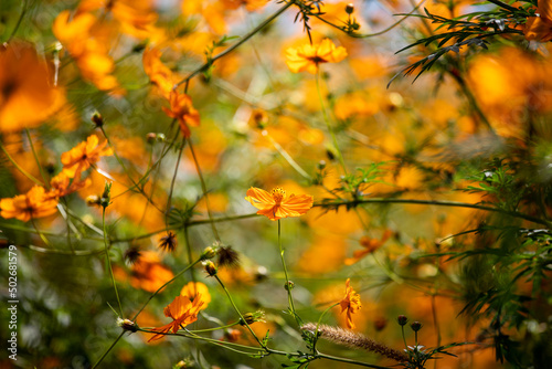 風景素材　爽かな秋陽に映えるコスモスの花