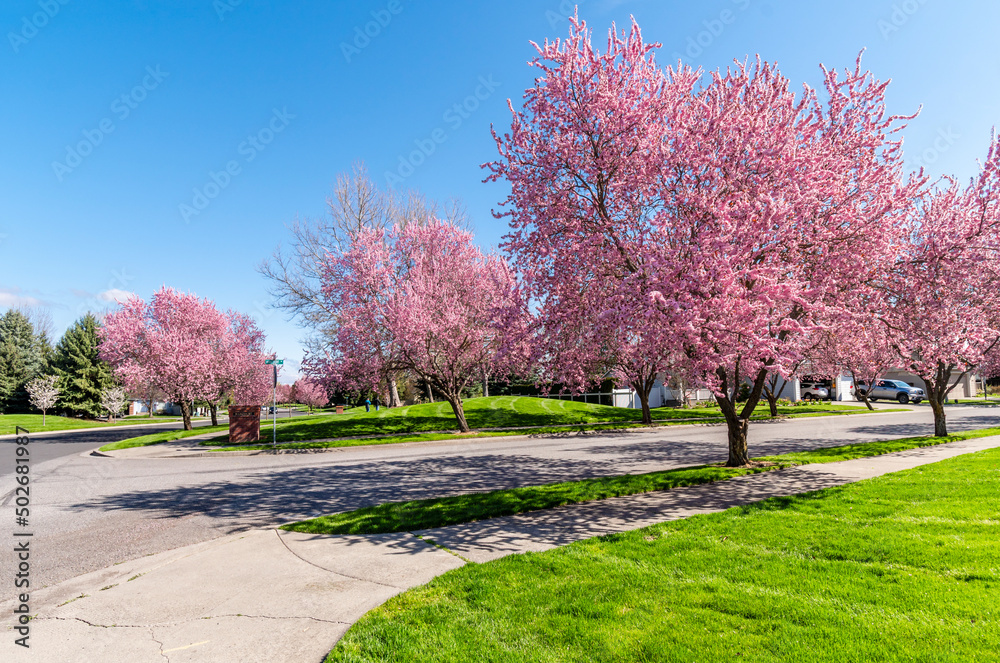 Spring view of cherry blossom trees lining a street running through neighborhood subdivision community of homes in Coeur d'Alene, Idaho, USA.	